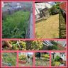Ivy lady gardeners