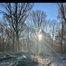 Wilson Tree Services