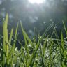 Greenscape Garden Care
