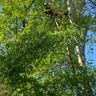 BP tree services