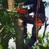 Tree surgeon