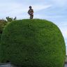 Tree Man Sam