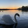 Swan Interior Designs
