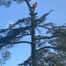 OY Tree Services